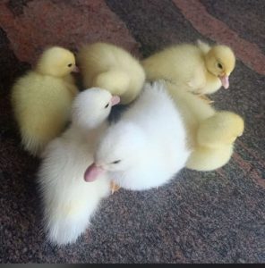 paatha tharavu WHITE DUCK