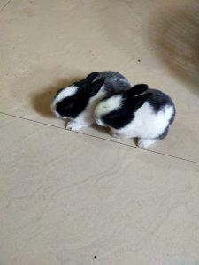 Pair of Rabbits for sale