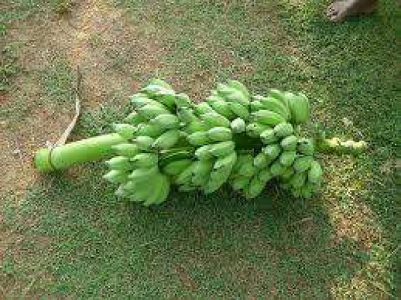 Palayankodan/ Vazhakula