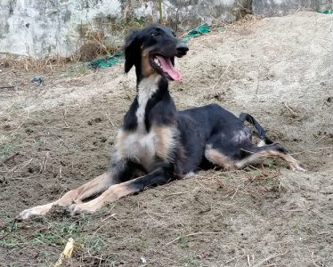 Pashmi (Indian Saluki) puppies available @ Kochi, Kerala
