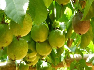 Passion Fruit for Sale