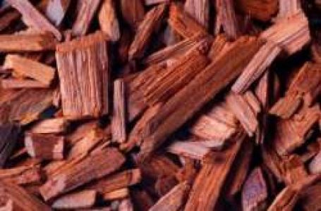 Pathimugam (Sappan Lignum)