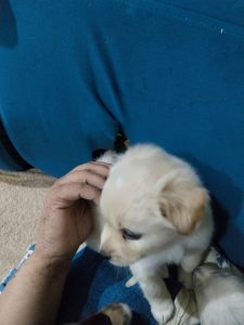 Pavilion female available