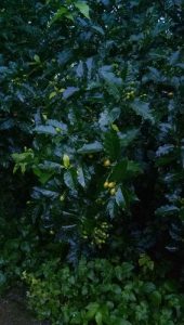 Peanut butter fruit plants