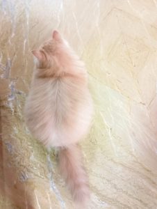 Percian Kittens for Sale