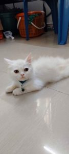 Perision kitten for sale