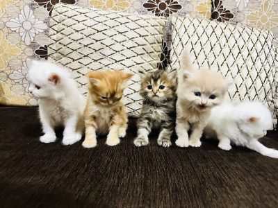 Persian Cat 10,000 each