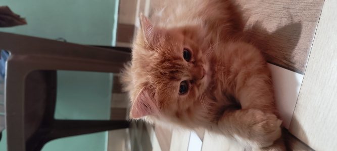 Persian cat