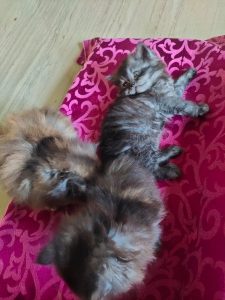 Persian cat's