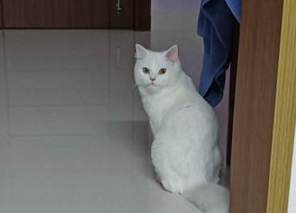 Persian cat