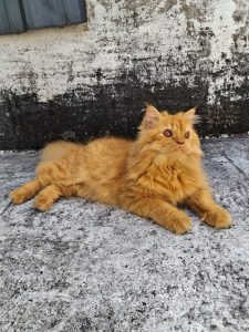 Persian cat