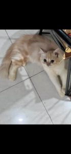 Persian cat
