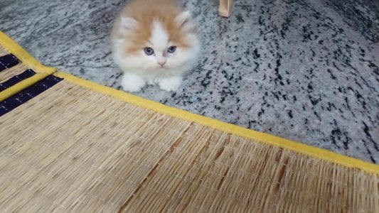 Persian cat