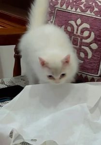 Persian cat for sale