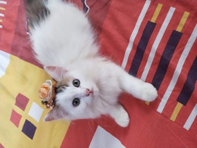 Persian cat