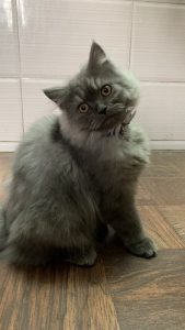 Persian cat