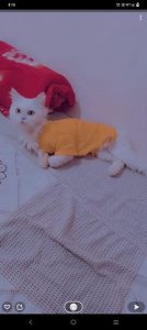 Persian cat for sale