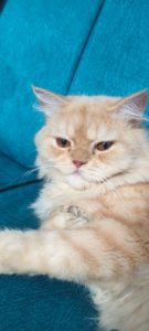 persian cat