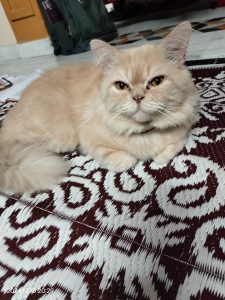 Persian Cat