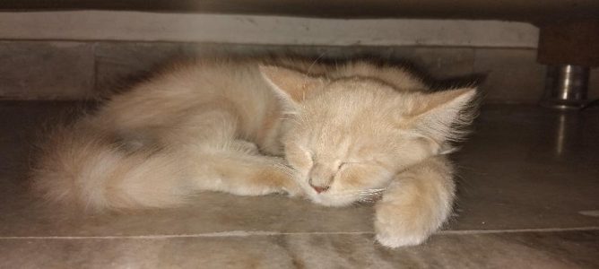 Persian cat