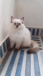 persian cat for sale
