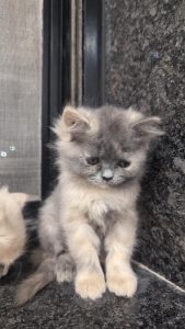 Persian cat's