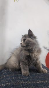 Persian cat