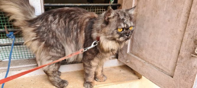 Persian cat