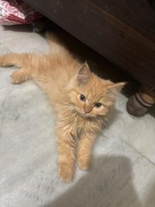 Persian cat ginger female