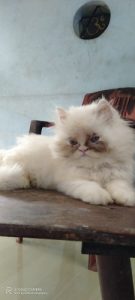Persian cat semi punch