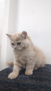 Persian cats