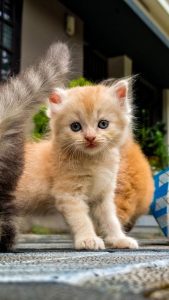 Persian Doll Face Kitten