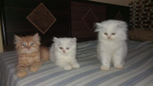 Persian Doll Face Kitten (Pure Breed)