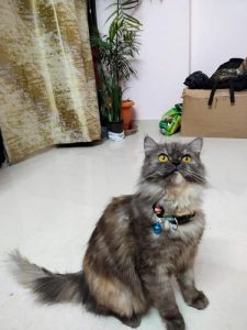 Persian Himalayan Cat