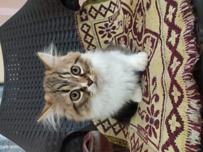 Persian kitten