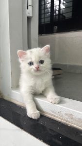 Persian kitten