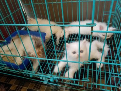 Persian kitten for sale