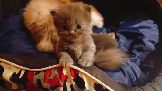 Persian kitten