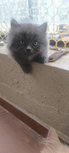 Persian kitten for sale