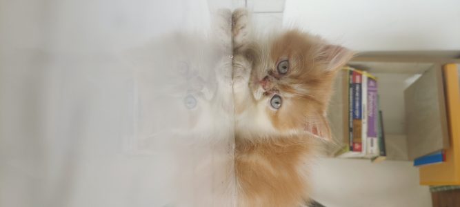 PERSIAN KITTEN FOR SALE