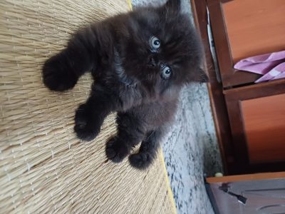 Persian kitten