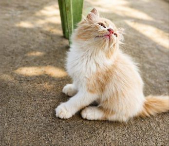 Persian kitten in low price