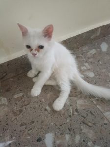 Persian kittens for Sale