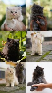 Persian kittens for sale