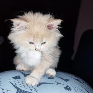 Persian Kittens For Sale In Coimbatore