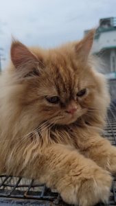 Persian longhair