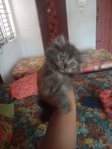 Persian male cat for sale