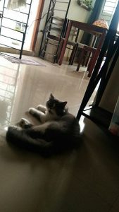 Persian Male Kitten 6 months old