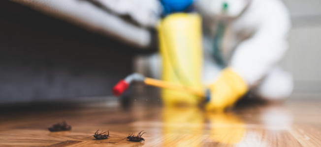 Pest Control Services in Chandigarh, Haryana