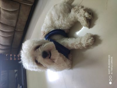 Pet dog for sale (Lshsapso)
